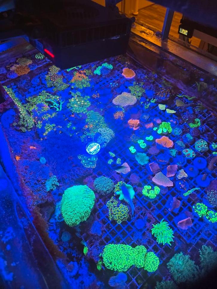 Zeeaquarium koraal stekken!, Dieren en Toebehoren, Vissen | Aquariumvissen, Zoutwatervis, Overige typen