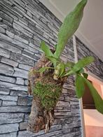 Hertshoorn op kurk +- 35cm, Overige soorten, Minder dan 100 cm, Groene kamerplant, Halfschaduw