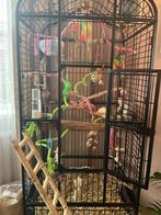 Tamme valkparkiet pop met kooi, Dieren en Toebehoren, Vogels | Parkieten en Papegaaien, Vrouwelijk, Parkiet, Geringd
