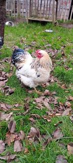 Mooie Wyandotte citroen Columbia haan, Dieren en Toebehoren, Mannelijk, Kip