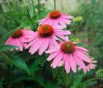 Zaden Zonnehoed Echinacea purpurea, Tuin en Terras, Bloembollen en Zaden, Ophalen of Verzenden, Voorjaar, Volle zon