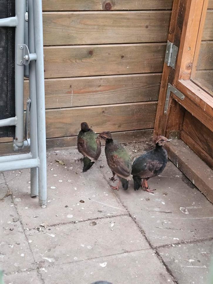 2-2 Roulrouls, verwant, Dieren en Toebehoren, Pluimvee