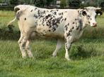 blauwe koe met vaarskalf, Dieren en Toebehoren, Runderen, Mannelijk