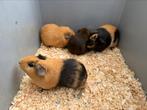 Cavia beertjes, Dieren en Toebehoren, Mannelijk, Cavia, Tam