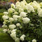 Pluimhortensia, Hydrangea paniculata limelight, Struik, Ophalen, Hortensia, 100 tot 250 cm