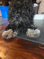 Boomer pups, Overige rassen, CDV (hondenziekte), 8 tot 15 weken, Meerdere