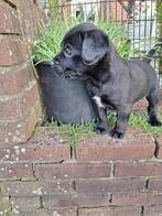 Mooie lieve x kooiker/labrador mogen met hun nieuwe baasje m, Dieren en Toebehoren, Honden | Retrievers, Spaniëls en Waterhonden