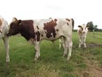Te koop dekstier met goede lijsten, Dieren en Toebehoren, Mannelijk, 0 tot 2 jaar