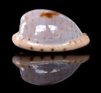 Schelpen: Cypraea alfredensis 21,6mm (F+++)  Zuid-Afrika, Ophalen of Verzenden, Schelp(en)