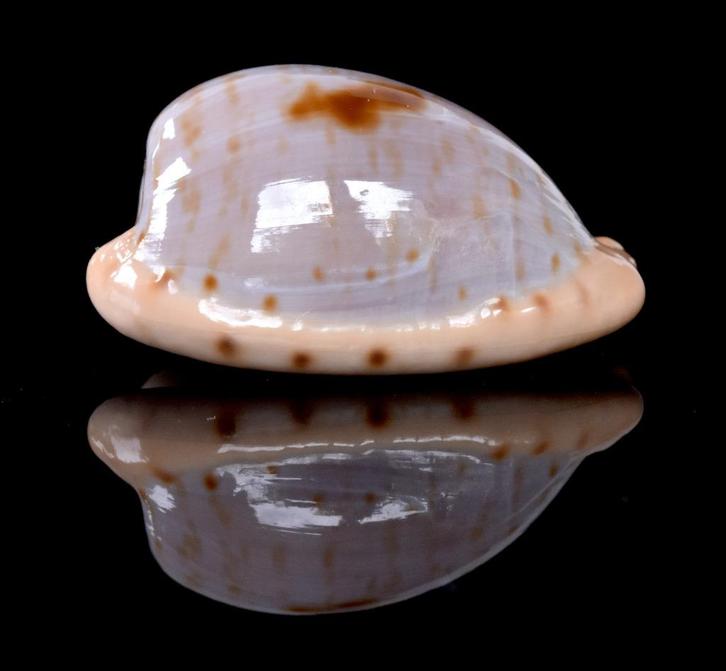 Schelpen: Cypraea alfredensis 21,6mm (F+++)  Zuid-Afrika, Verzamelen, Mineralen en Fossielen, Schelp(en), Ophalen of Verzenden