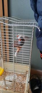 Zebravinkjes man+ vrouw, Mannelijk, Kleurkanarie