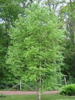 **ACTIE** Betula pendula, Ruwe berk, Inheems, Tuin en Terras, Planten | Bomen, Volle zon, Bloeit niet, 100 tot 250 cm, Overige soorten