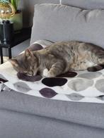 Gratis lieve kater, Dieren en Toebehoren, Katten en Kittens | Raskatten | Korthaar, Kater, 6 jaar of ouder