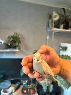 Mooie Jonge graaparkietjes, Dieren en Toebehoren, Vogels | Parkieten en Papegaaien, Meerdere dieren, Parkiet, Geringd