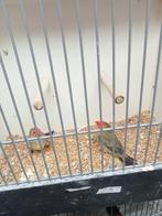 Koppel binsastrilde roodkop, Dieren en Toebehoren, Vogels | Overige Vogels, Meerdere dieren