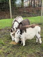 mini ezel, Dieren en Toebehoren, Overige Dieren, Mei, Meerdere dieren