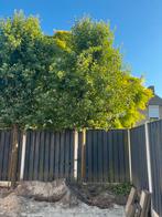 Gratis ophalen! 2 mooie leibomen, Tuin en Terras, Planten | Bomen, Ophalen, Volle zon, Overige soorten