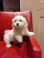 Boomer pups, Dieren en Toebehoren, Overige rassen, 8 tot 15 weken, CDV (hondenziekte), Meerdere
