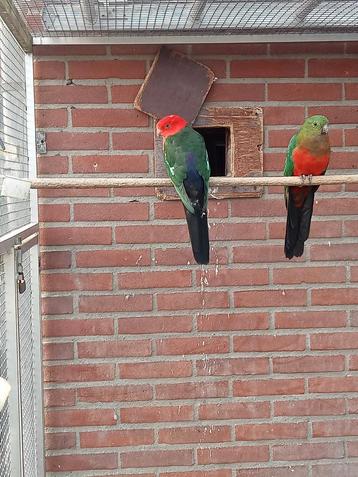Te koop diverse vogels zondag 5 oktober  beschikbaar voor biedingen