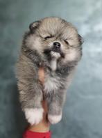 Toy Pomeranian pup – crème/grijs — Pomeriaan, Dieren en Toebehoren, Particulier, Reu, 8 tot 15 weken, Buitenland