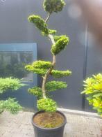 Larix Kaemdferii bonsai 200 cm, Bloeit niet, Halfschaduw, Overige soorten, 100 tot 250 cm