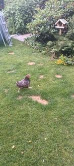 Kuikens 5 wk, Dieren en Toebehoren, Pluimvee, Geslacht onbekend, Kip