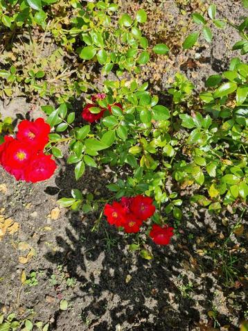 Rosa The Fairy rood beschikbaar voor biedingen