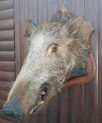 Opgezette kop van wild zwijn op eiken wandbord, Verzamelen, Dierenverzamelingen, Ophalen of Verzenden, Wild dier, Opgezet dier