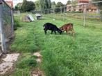 Jonge bok en geit, Dieren en Toebehoren, Schapen, Geiten en Varkens, Meerdere dieren, Geit, 0 tot 2 jaar