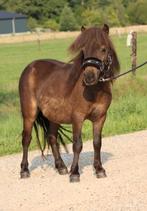 Te koop 6 super knappe shetlander en een betuigd Welsh, Dieren en Toebehoren, Pony's, Ruin, A pony (tot 1.17m), Recreatiepony
