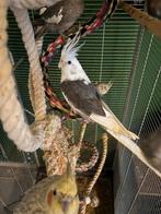 Valkparkieten te koop, Dieren en Toebehoren, Vogels | Parkieten en Papegaaien, Meerdere dieren, Papegaai, Geringd