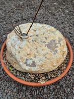 Caudex Raphionacme burkei p23 (1)