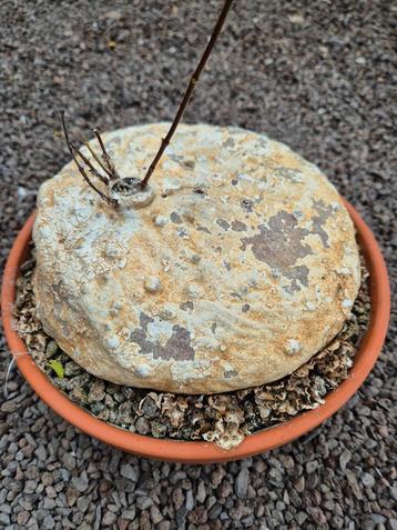 Caudex Raphionacme burkei p23 (1) beschikbaar voor biedingen