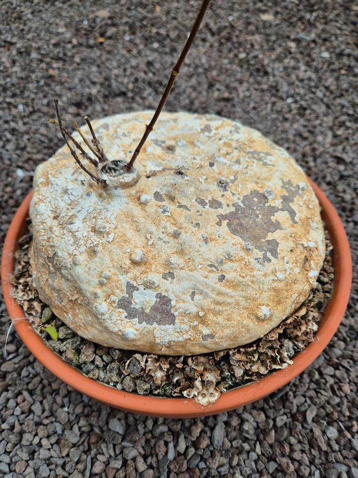 Caudex Raphionacme burkei p23 (1), Huis en Inrichting, Kamerplanten, Minder dan 100 cm, Halfschaduw, Ophalen of Verzenden