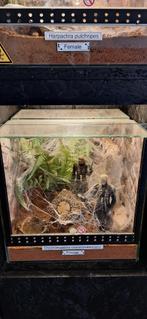 Chromatopelma cyaneopubescens (GBB) met ingericht terrarium, Spin of Schorpioen