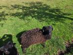 Ouessant rammen, Mannelijk, Schaap