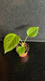 Anthurium Veitchii Hybrid, Huis en Inrichting, Kamerplanten, Ophalen of Verzenden, Halfschaduw, Minder dan 100 cm