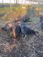 Marans hanen, Dieren en Toebehoren, Pluimvee, Mannelijk, Kip