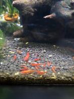 Rode garnalen, Kreeft, Krab of Garnaal