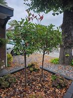 Photinia Red Robin op stam, Tuin en Terras, Planten | Bomen, Lente, 100 tot 250 cm, Ophalen, Volle zon