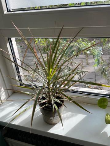 Dracaena Marginata - Drakenbloedboom incl sierpot beschikbaar voor biedingen