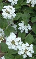 Kruipende wisselbloem 'White' (Lantana montevidensis), Ophalen of Verzenden, Zomer, Overige soorten, Volle zon
