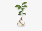 NIEUW: Acorn Vase van Ilex Studio (rond stekvaasje), Overige kleuren, Nieuw, Ophalen of Verzenden, Glas