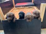 Lieve labrador pups, Reu, 8 tot 15 weken, Labrador retriever, Meerdere