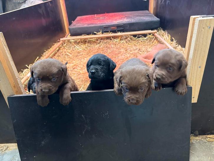 Lieve labrador pups, Dieren en Toebehoren, Honden | Retrievers, Spaniëls en Waterhonden, Reu, Labrador retriever, Particulier