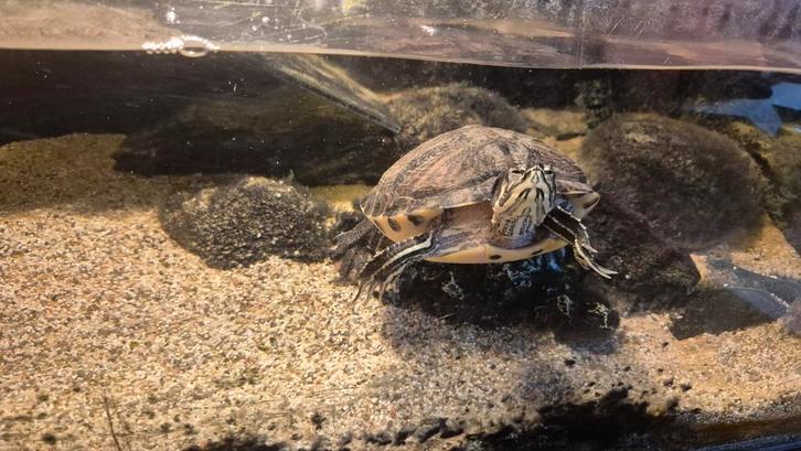 Twee waterschildpadden