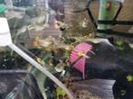 Prachtige guppen oa Endler, redcap,tijger etc.., Dieren en Toebehoren, Vissen | Aquariumvissen, Vis, Zoetwatervis