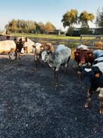 Dikbil  vaars  kalfjes  7 maanden  oud. Ubn 1095997, Dieren en Toebehoren, Runderen, Vrouwelijk