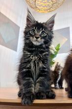 Maine coon kittens, Dieren en Toebehoren, Katten en Kittens | Raskatten | Langhaar, Kater, Gechipt, 0 tot 2 jaar
