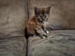 Raszuivere maine coon kittens, Meerdere dieren, Ontwormd, 0 tot 2 jaar